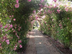 Rose Tunnel- click for photo gallery